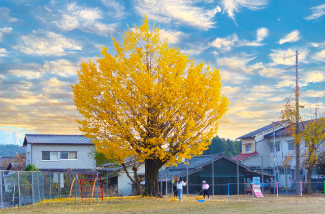 秋の夕方の校庭